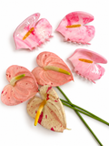 Anthurium Clip Pink (shibori)